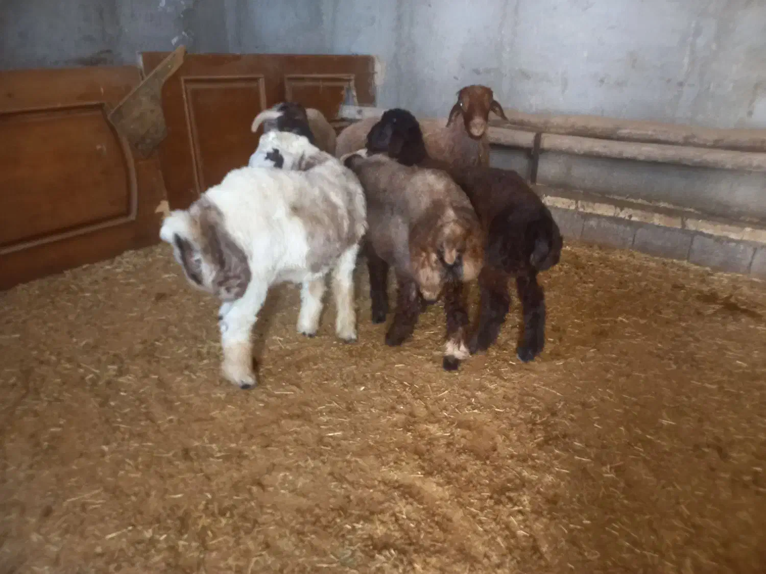 زل مرغ کود گوسفندگاو|گل و گیاه طبیعی|خمینی‌شهر, |دیوار