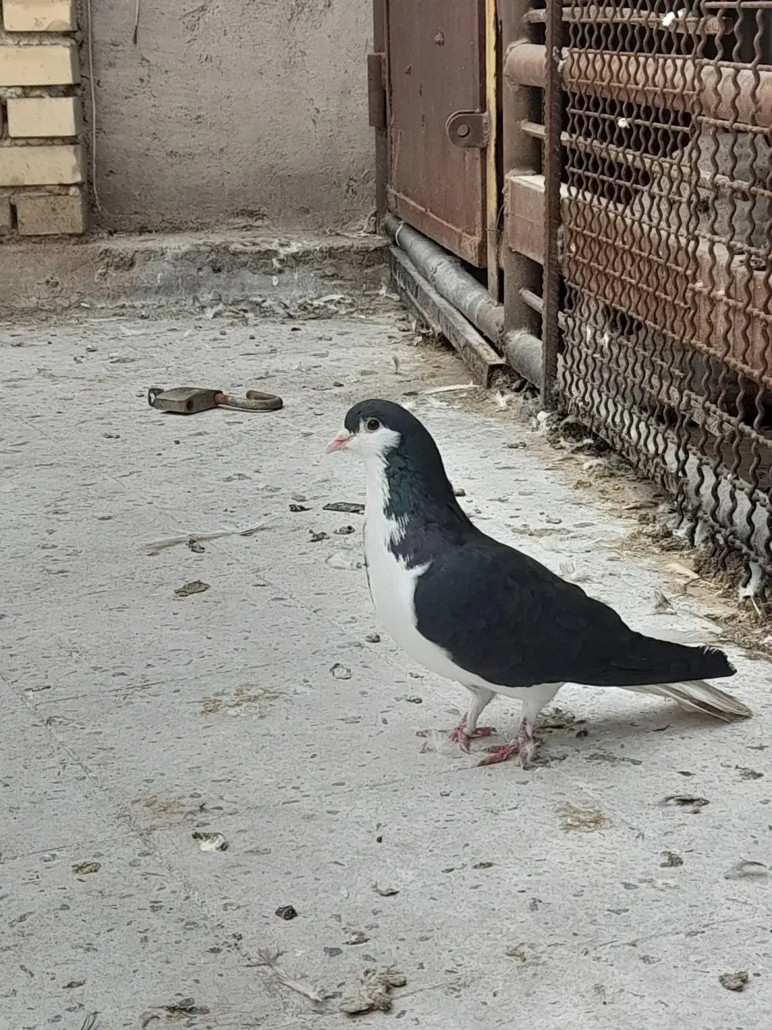 کبوتر دورگ|پرنده|شوشتر, |دیوار