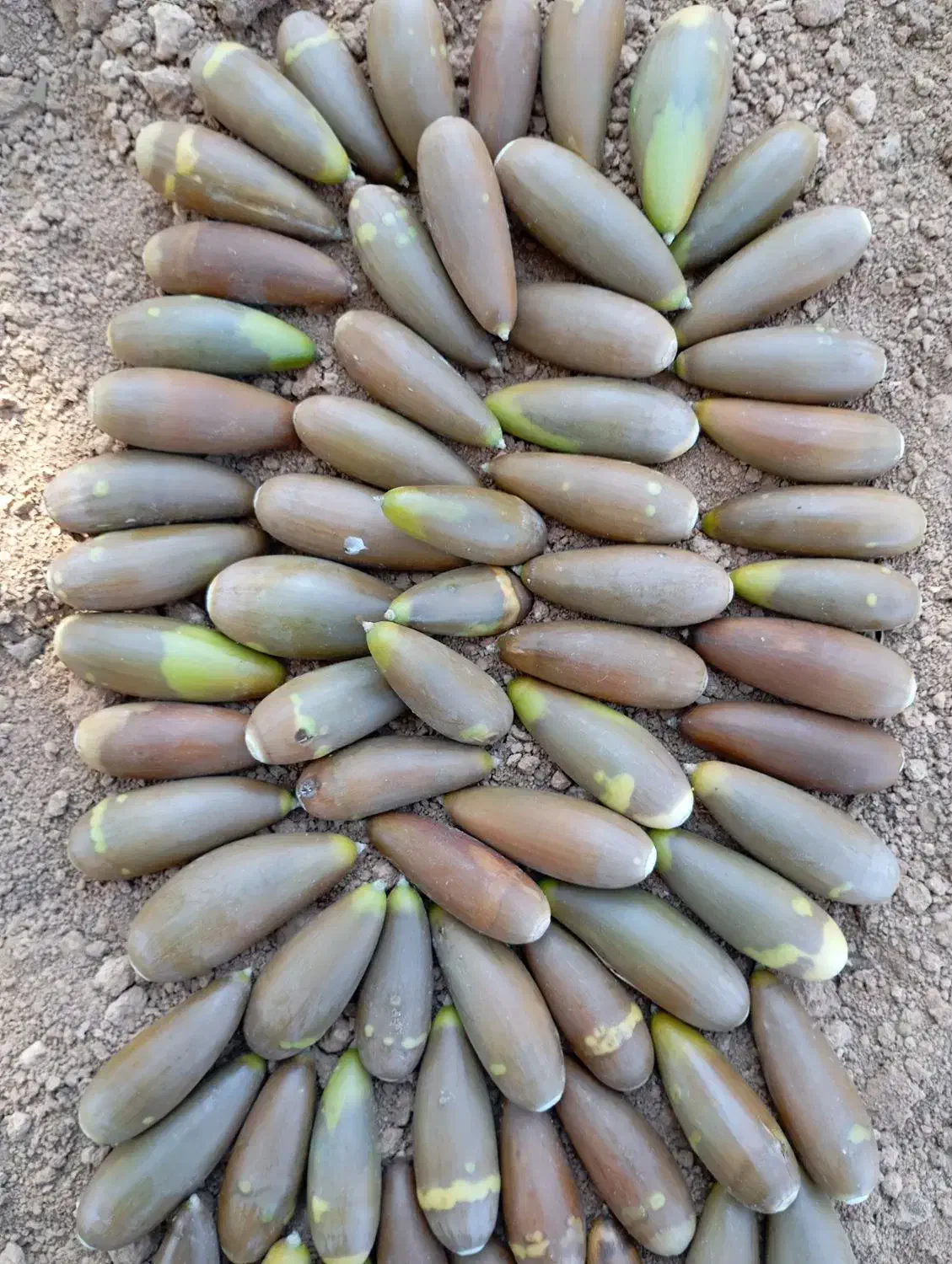 بلوط تحویل شیراز و حومه|لوازم جانبی حیوانات|سپیدان, |دیوار