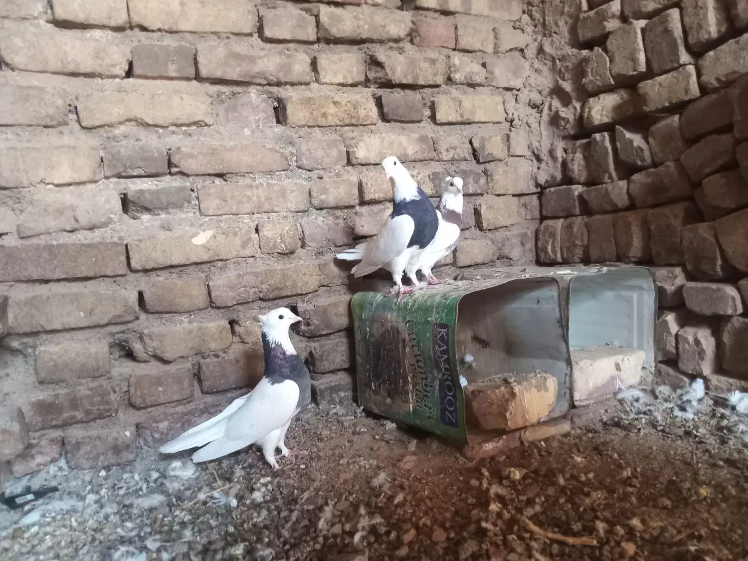 کفتر|پرنده|سده (خراسان جنوبی), |دیوار