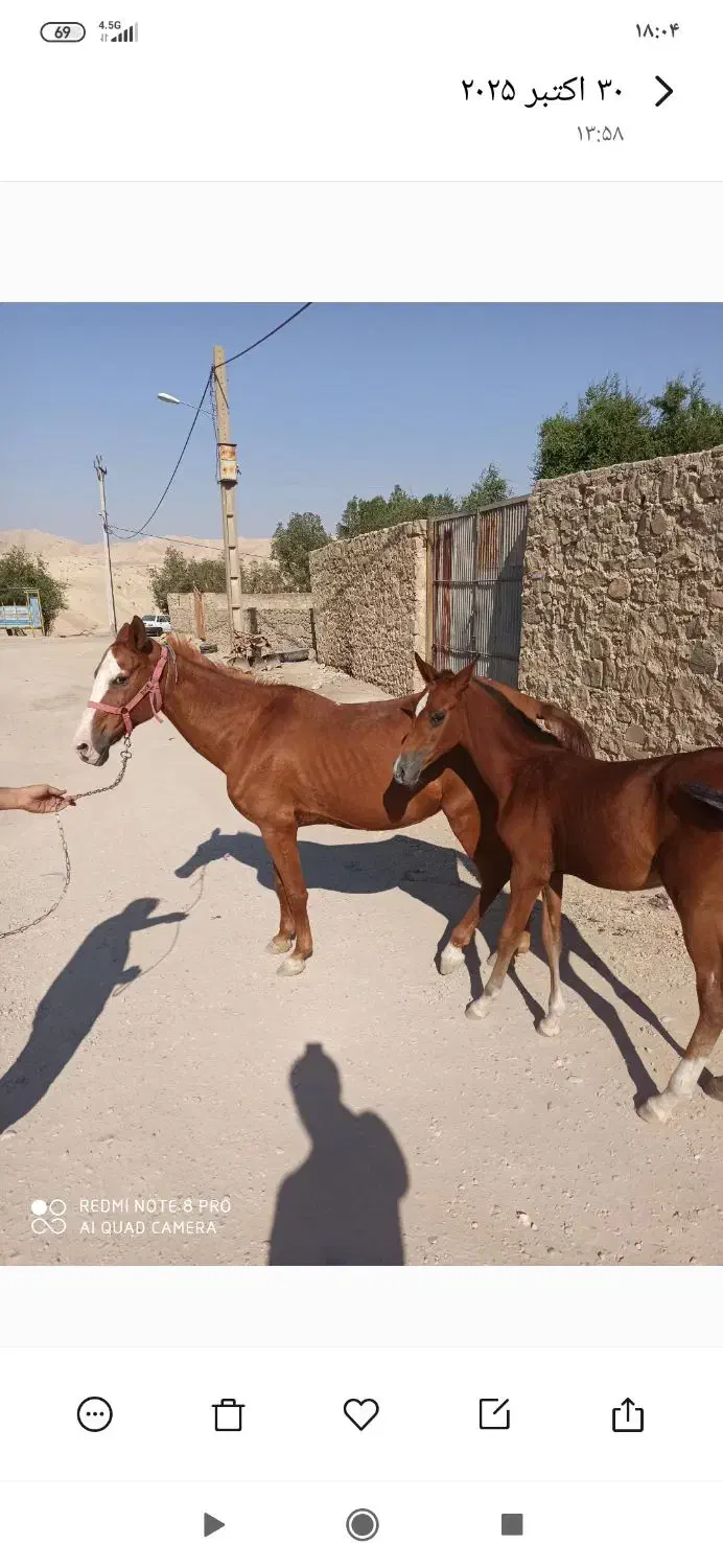 مادیون و کره عرب دم گیر|اسب و تجهیزات اسب‌سواری|مسجد سلیمان, |دیوار