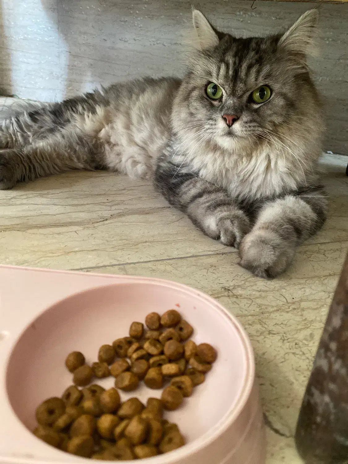 گربه خاص نژاددار|گربه|ساری, |دیوار