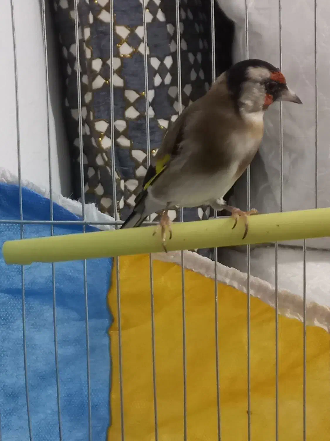 سهره چهارگل نر ۳سال قفس|پرنده|مشهد, شهید بصیر|دیوار