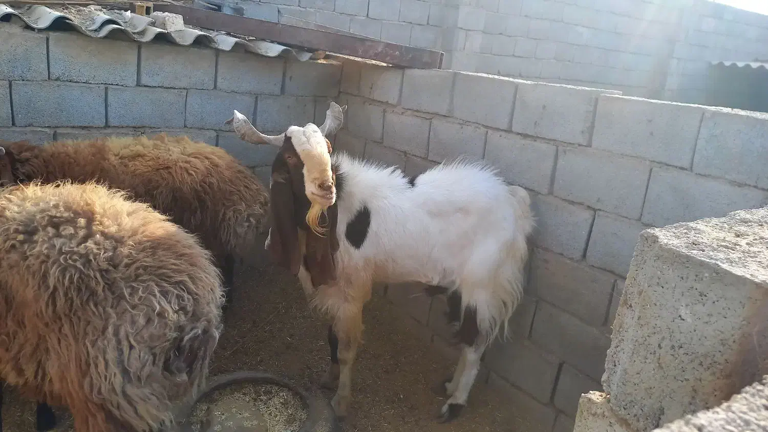 فروش نر بز پاکستانی|حیوانات مزرعه|طبس, |دیوار