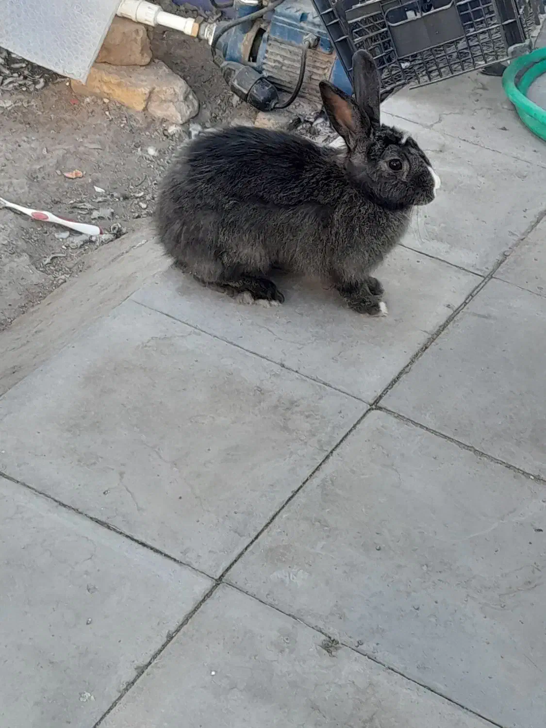 سلام خرگوش نر فروشی|موش و خرگوش|رفسنجان, |دیوار