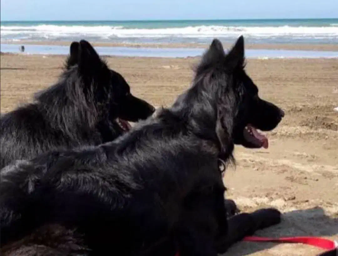 ژرمن بلک شولاین موبلند|سگ|بندرلنگه, |دیوار