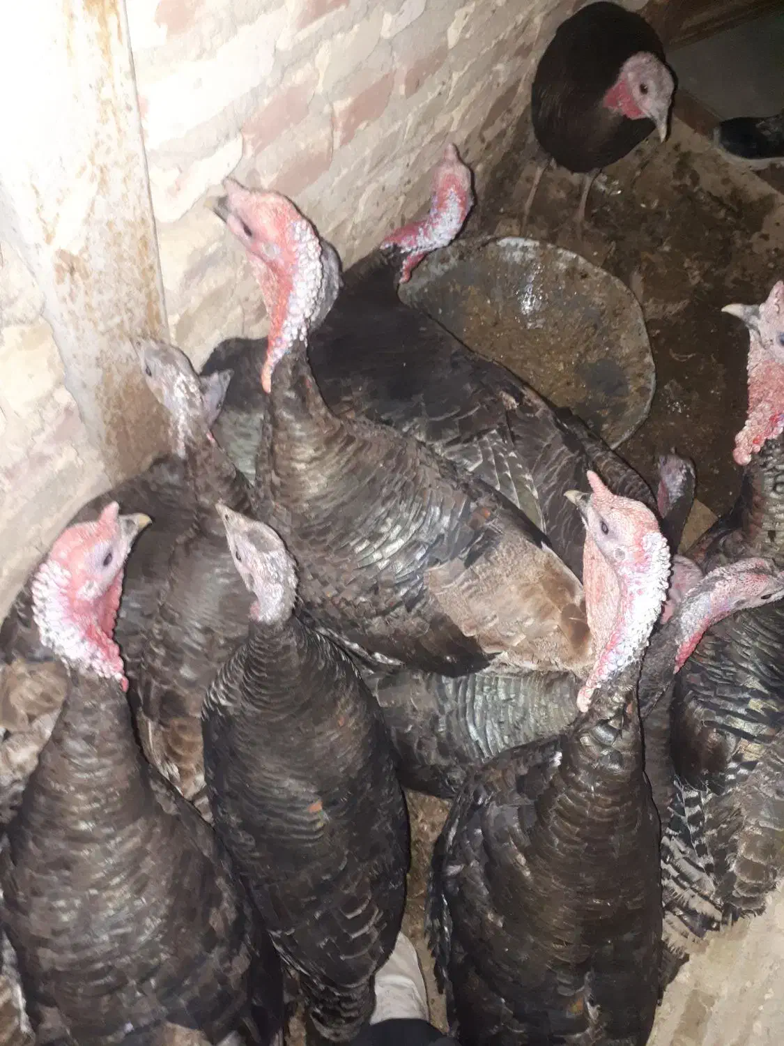 حیوانات|حیوانات مزرعه|جوادآباد, |دیوار