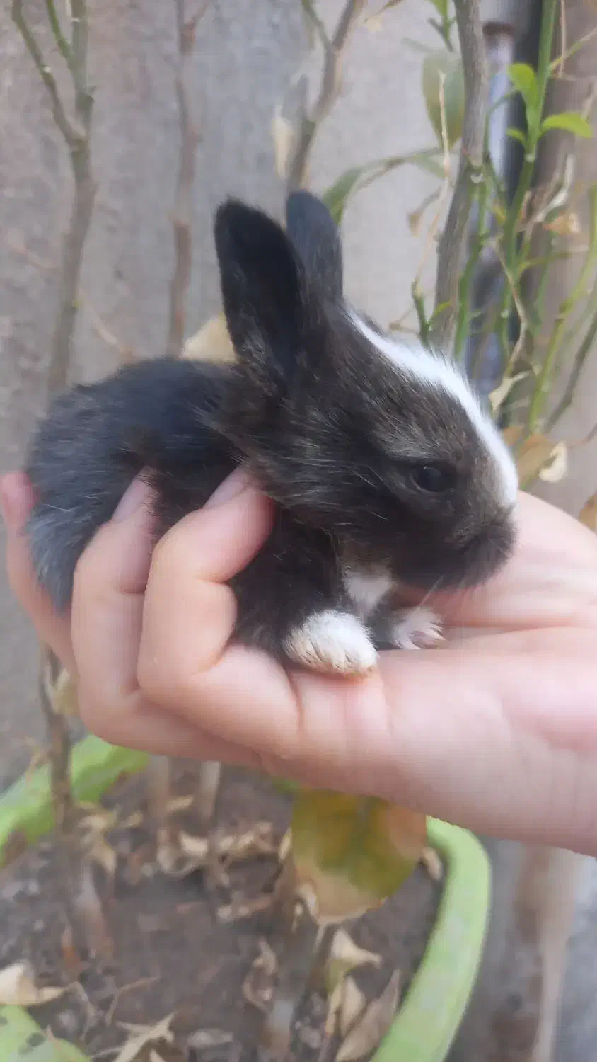 خرگوش مینیاتوری لوپی|موش و خرگوش|کرمانشاه, |دیوار