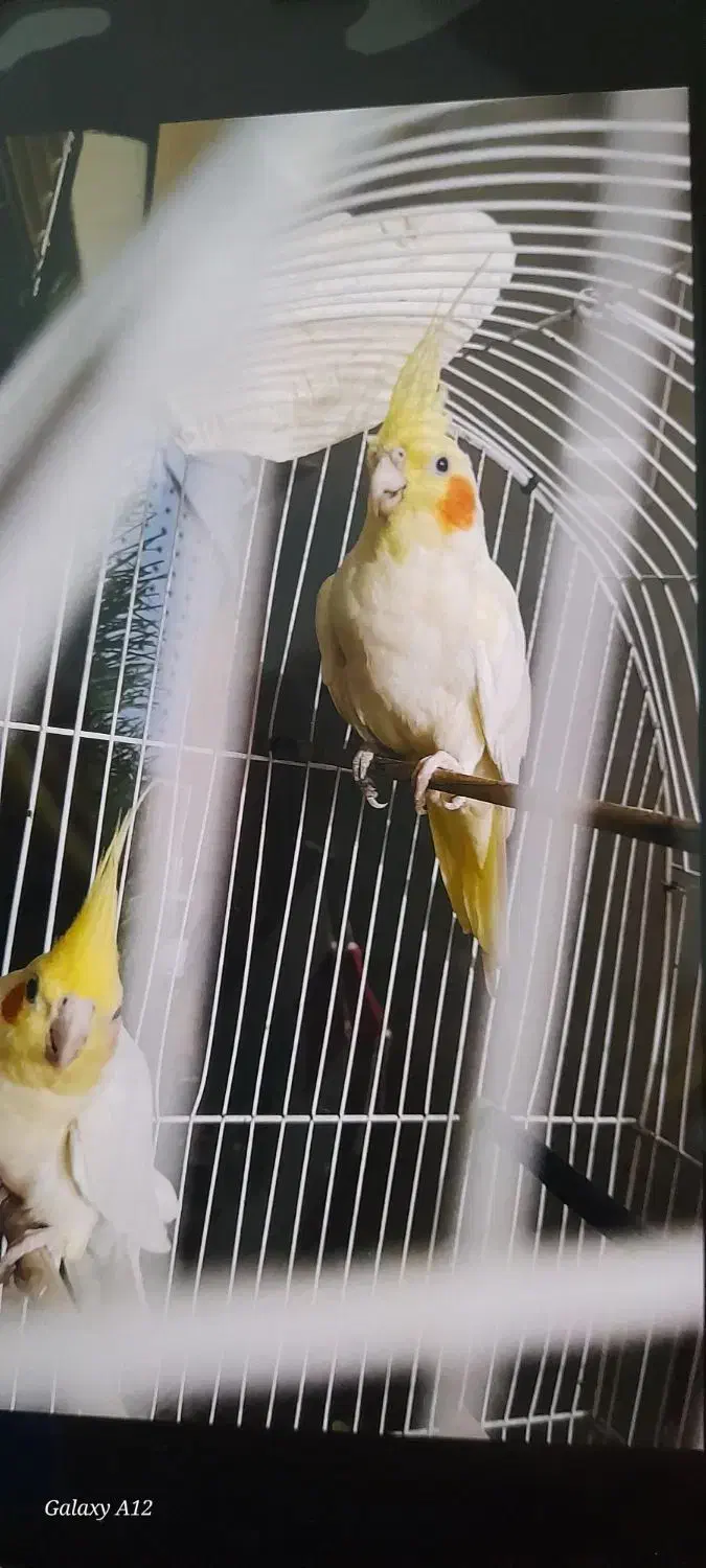 یک جفت|پرنده|اهواز, کمپلو جنوبی|دیوار