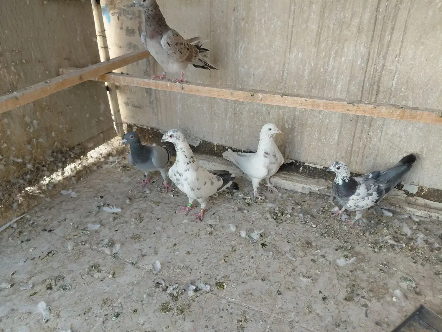 ۱۱عدد کبوتر مسافتی و تهرانی|پرنده|تهران, سعیدآباد|دیوار