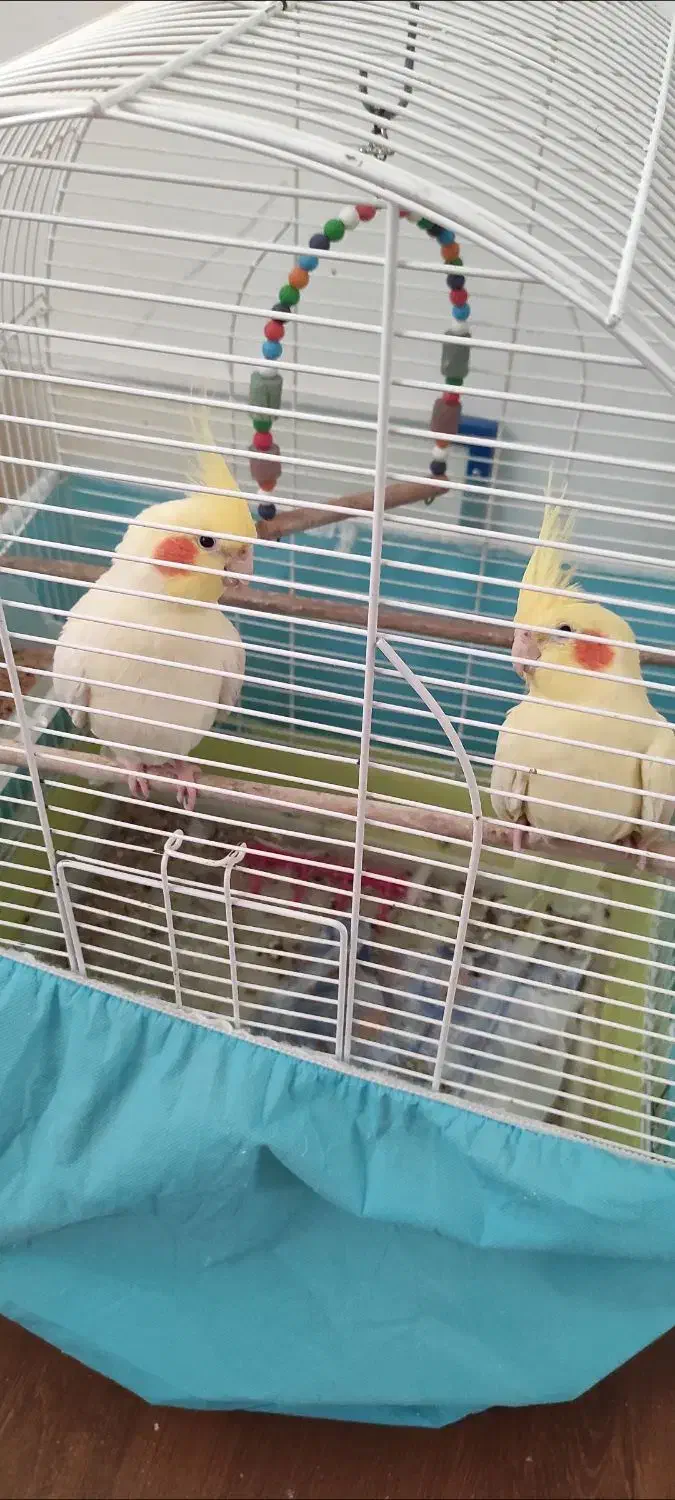 جفت عروس هلندی لوتینو|پرنده|ساری, |دیوار