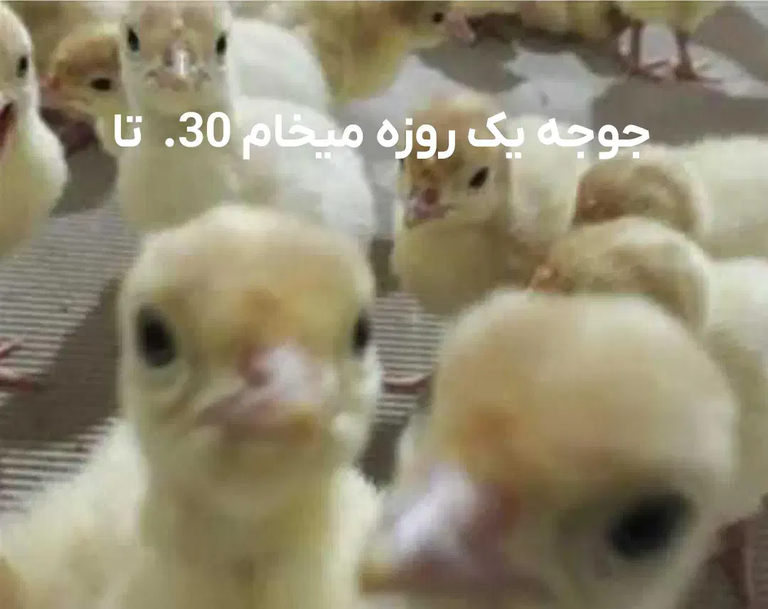 بیوتی یک روزه|حیوانات مزرعه|مشهد, سناباد|دیوار