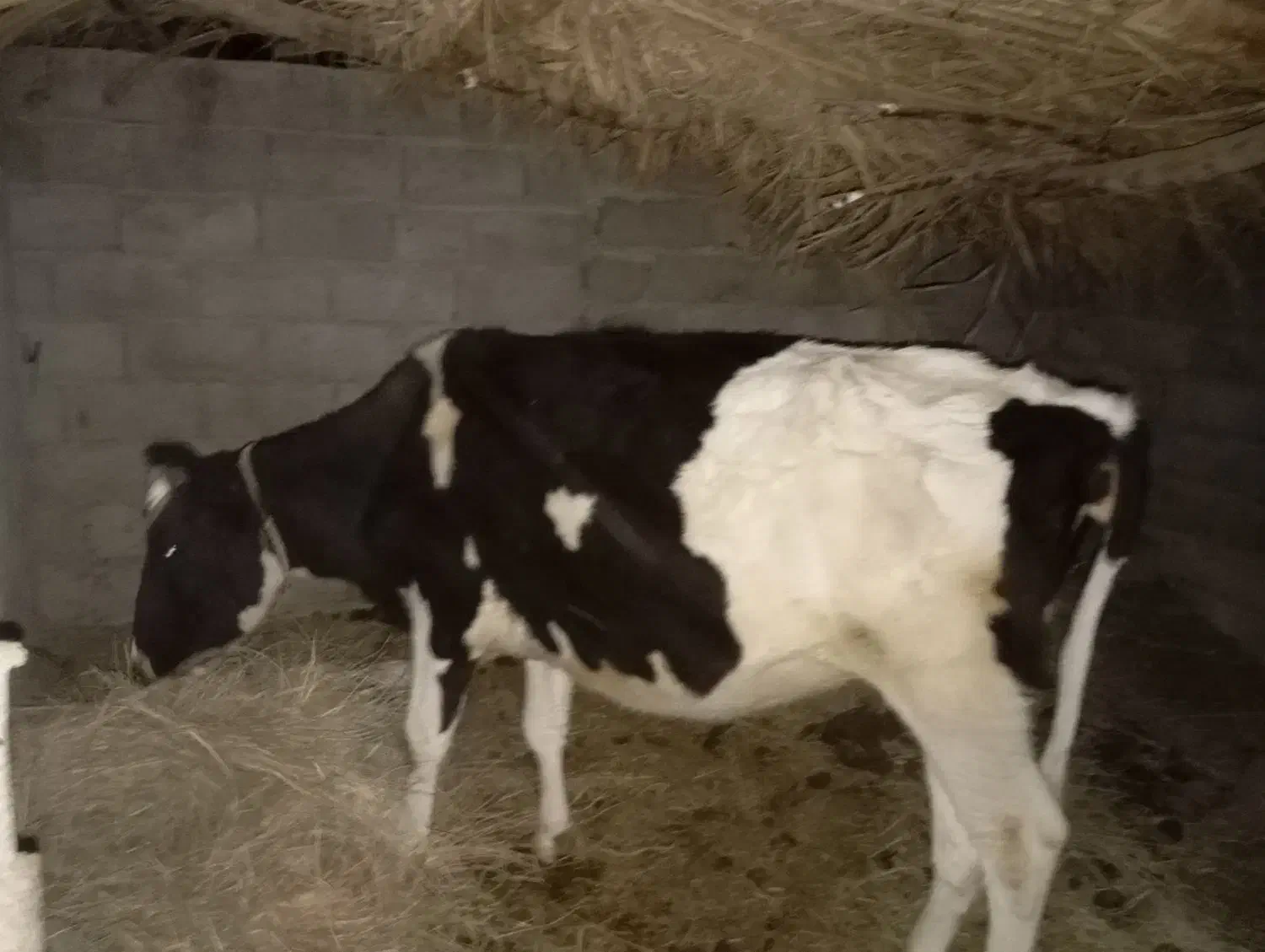 گاو هلشتان ماده|حیوانات مزرعه|گنبکی, |دیوار