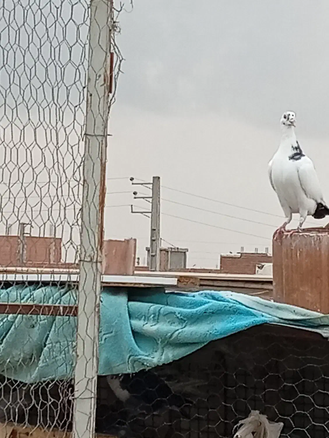 کفتر پلنگی|پرنده|گنبد کاووس, |دیوار