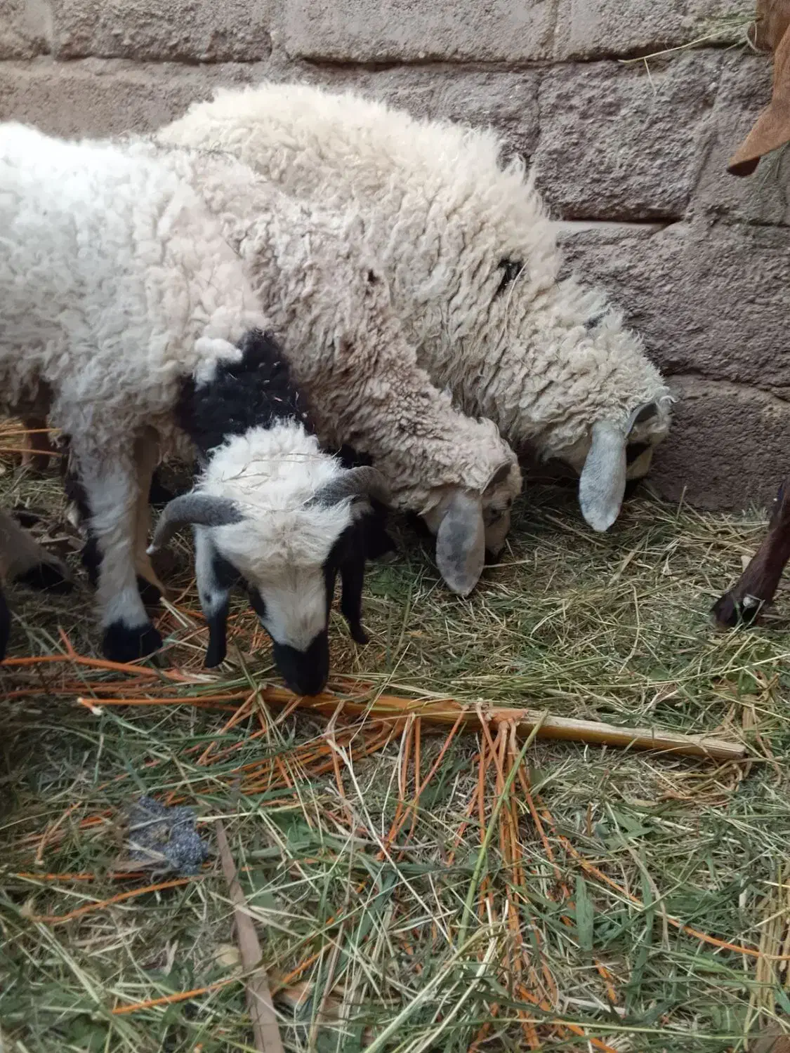 سه تابره نر|حیوانات مزرعه|بم, |دیوار