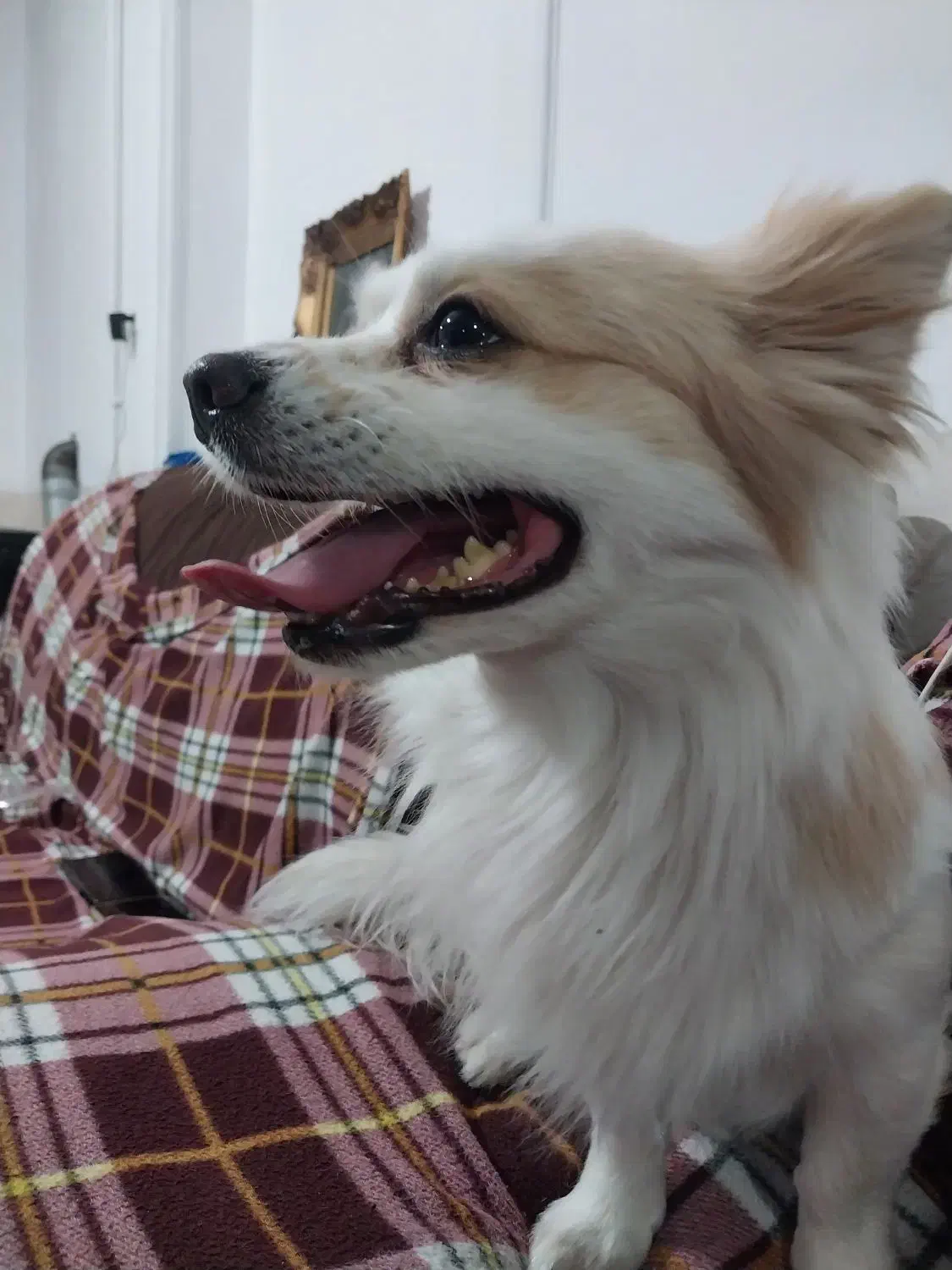 سگ پامر|سگ|شیراز, شهدای شهرک سعدی|دیوار