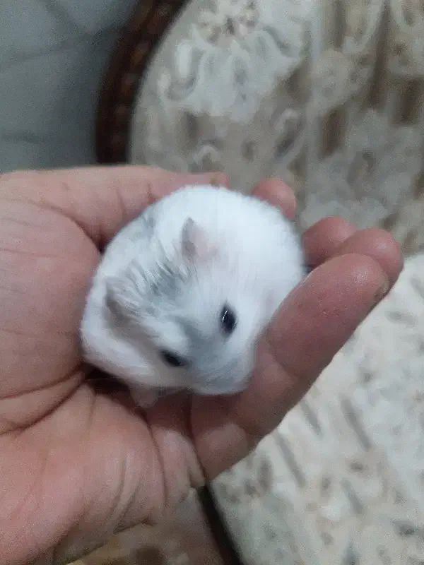 همستر نر وماده|موش و خرگوش|تبریز, |دیوار