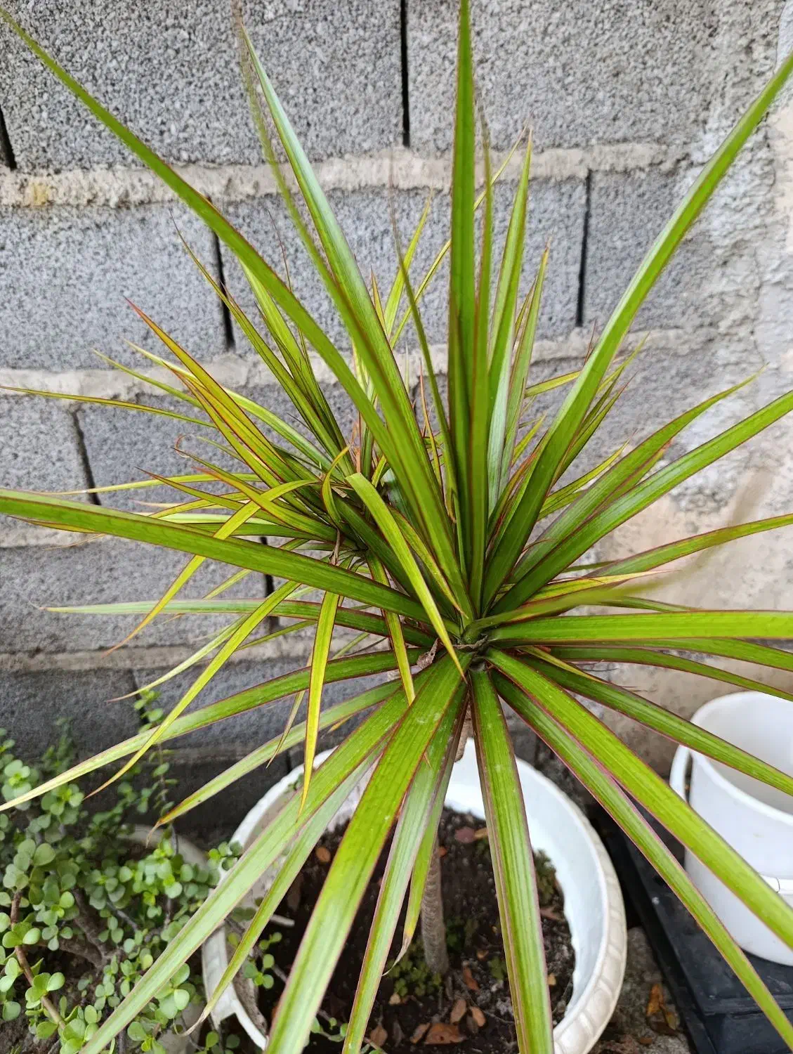 گل دراسینا|گل و گیاه طبیعی|رشت, حومه رشت|دیوار