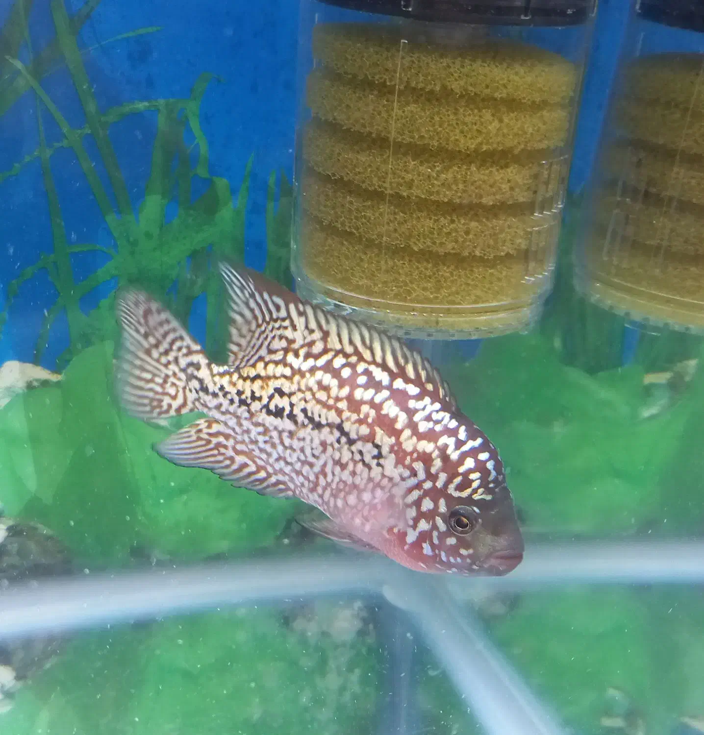 ماهی فلاور کامفا|ماهی|اهواز, کمپلو جنوبی|دیوار