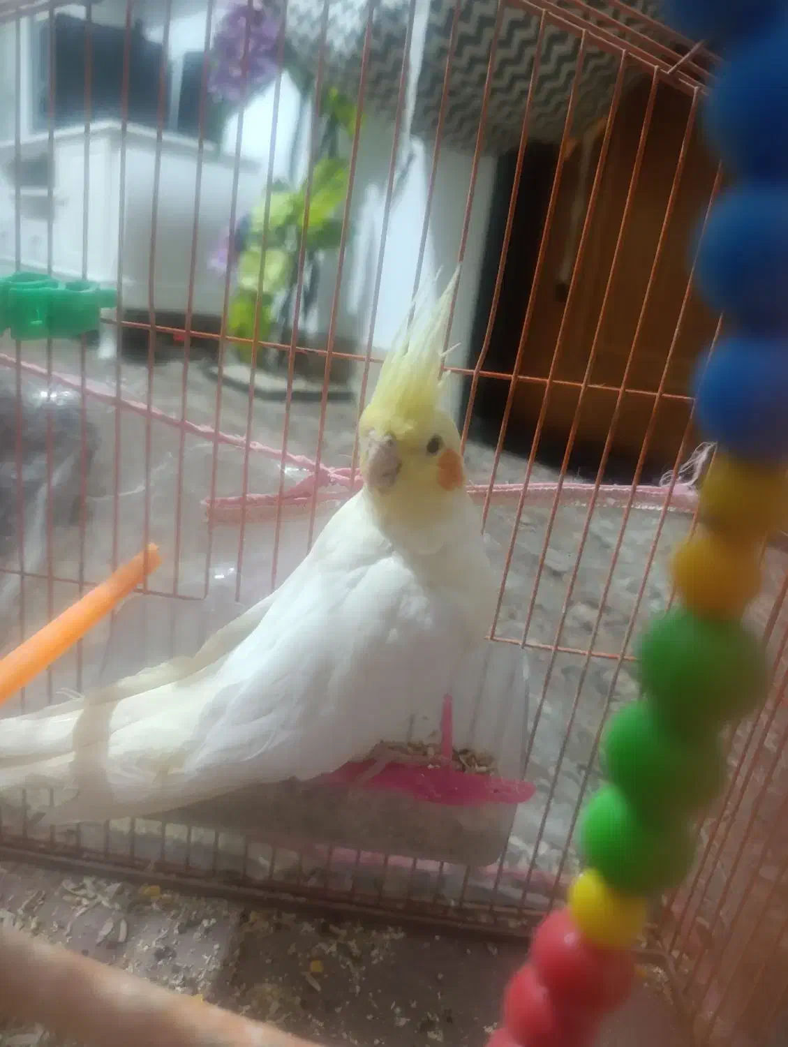 عروس هلندی ماده|پرنده|چناران, |دیوار