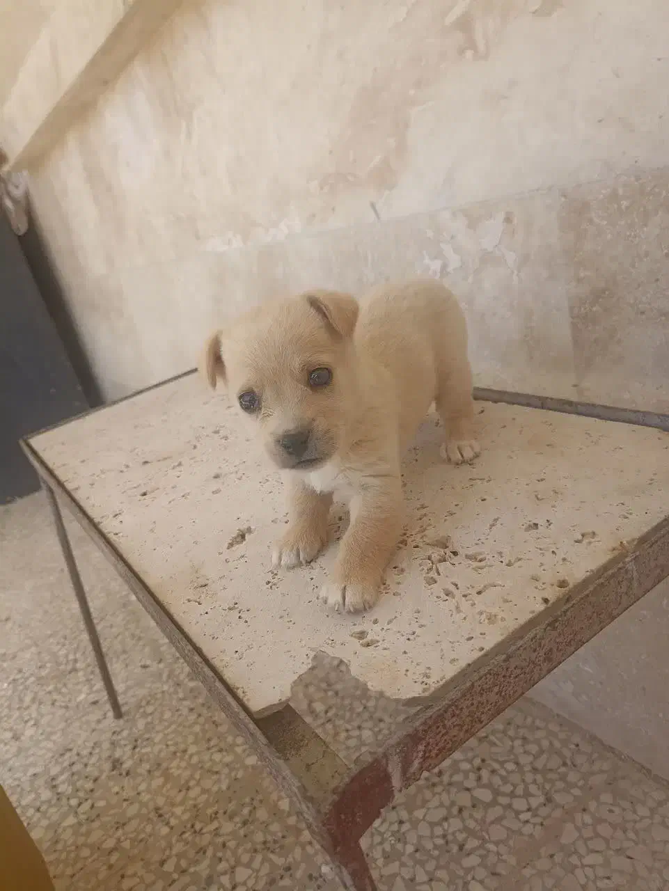 واگذاری توله شیواوا پامر غذا خور|سگ|قم, آزادگان|دیوار