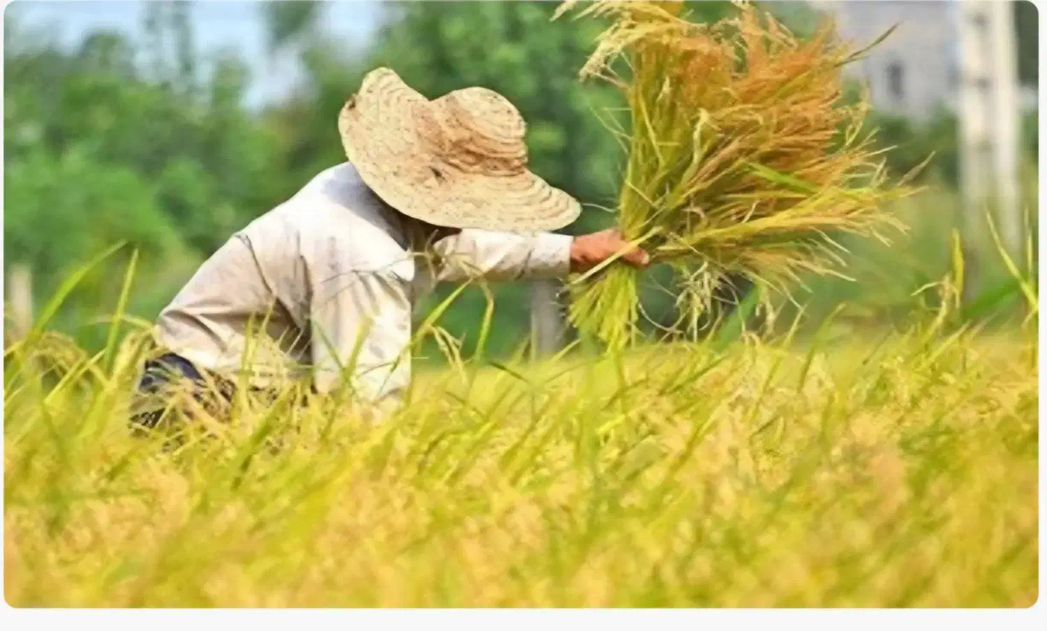 برنج اصل کامفیروزی به شرط پخت|خوردنی و آشامیدنی|صدرا-فارس, فاز ۲|دیوار