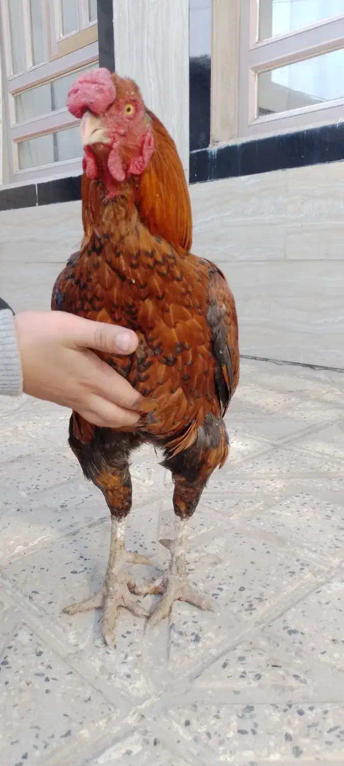 خروس|حیوانات مزرعه|خاوه, |دیوار