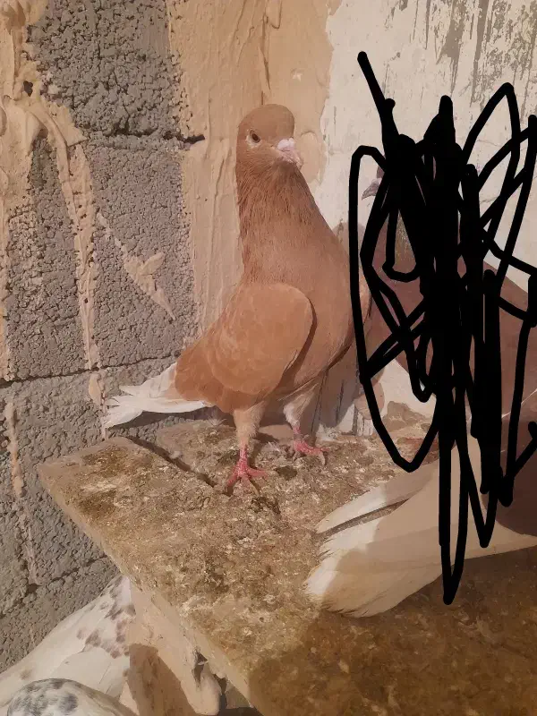 حبش زرد و دااچیل|پرنده|ارومیه, |دیوار