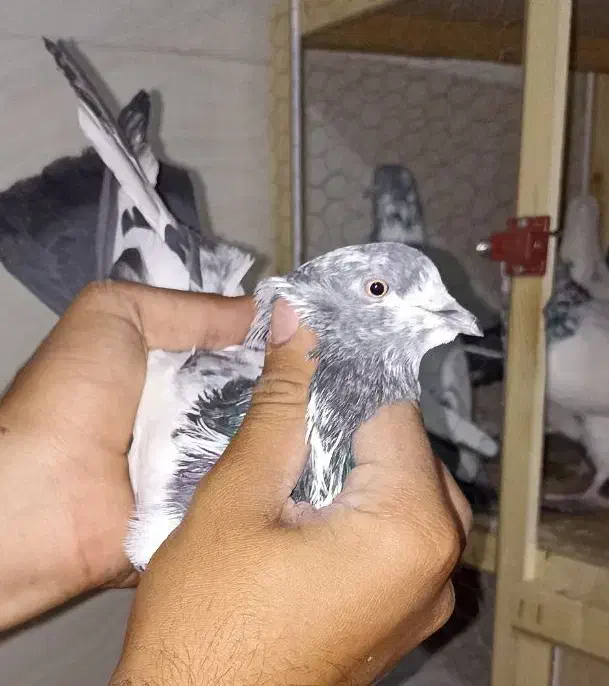 کاشانی پرشی|پرنده|مسجد سلیمان, |دیوار