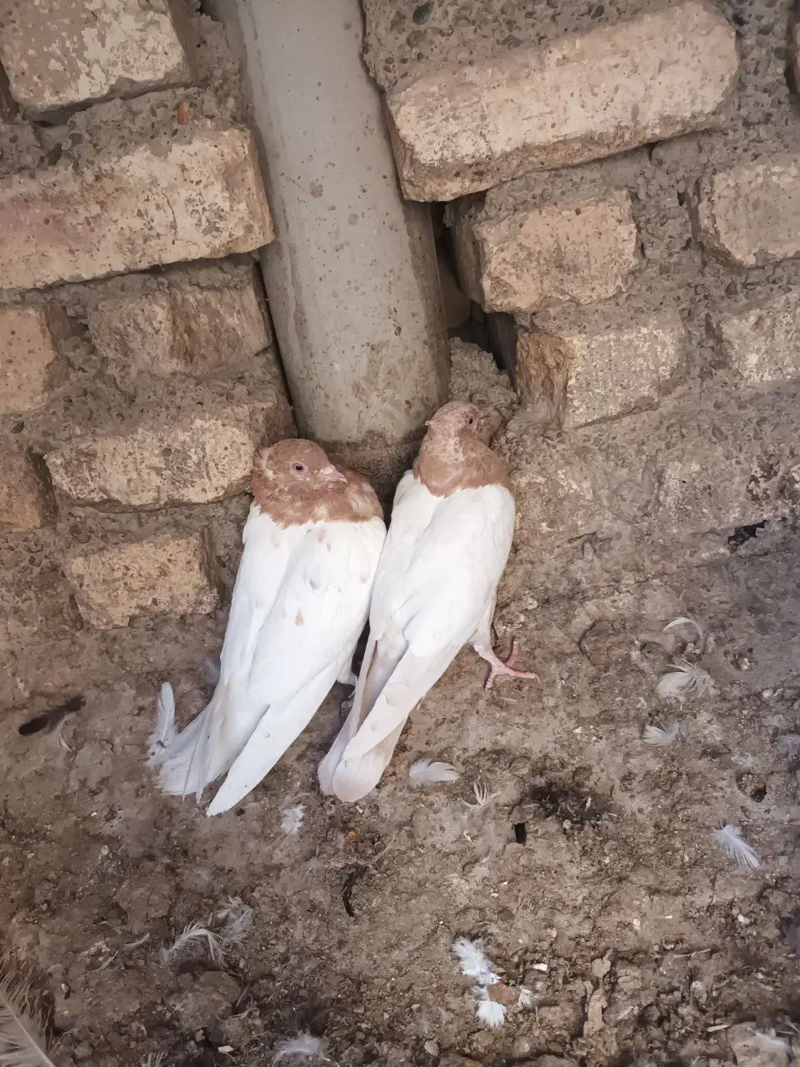 کبوتر کله زرد وطوقی|پرنده|پیر بکران, |دیوار