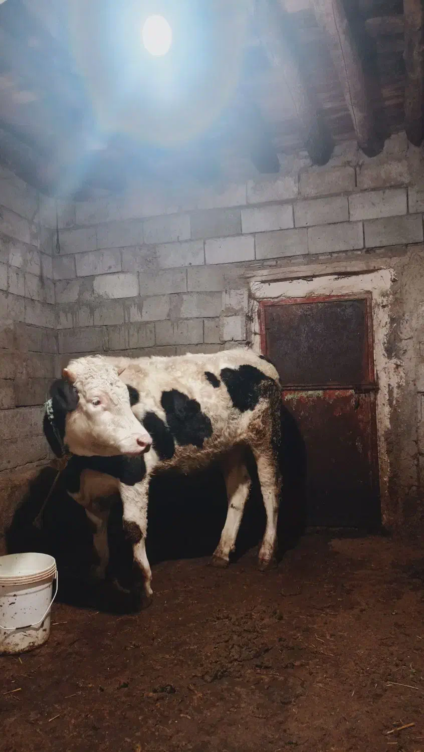 گوساله نر سیمینتال تقریباً 360 الی 370کیلویی|حیوانات مزرعه|سراب, |دیوار