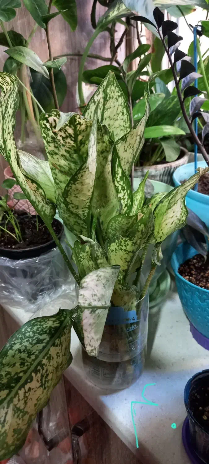 قلمه جوانه برگ انجیری،بامبوخاکی،..|گل و گیاه طبیعی|تهران, ابوذر|دیوار