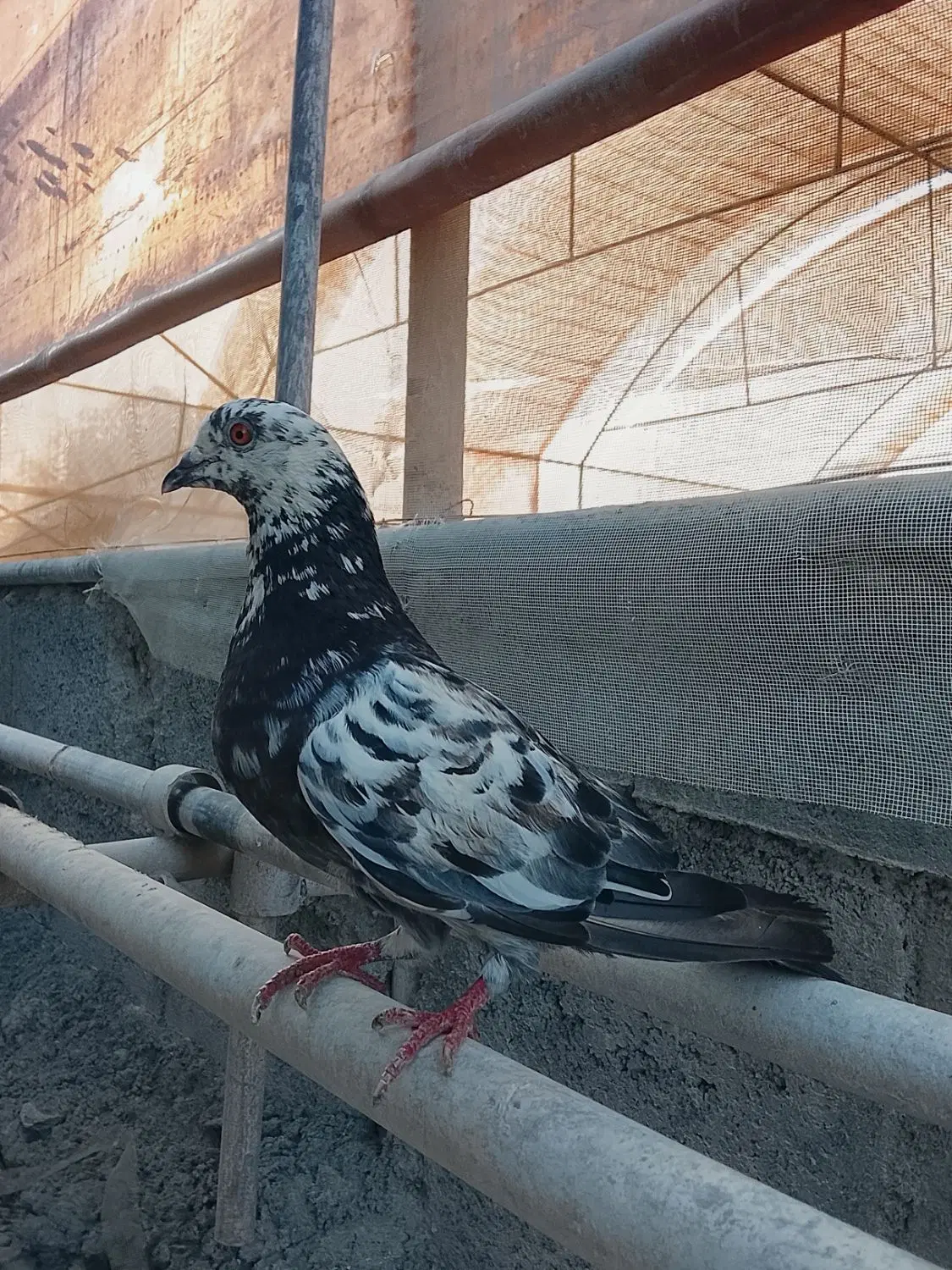 کفتر|پرنده|رودان, |دیوار