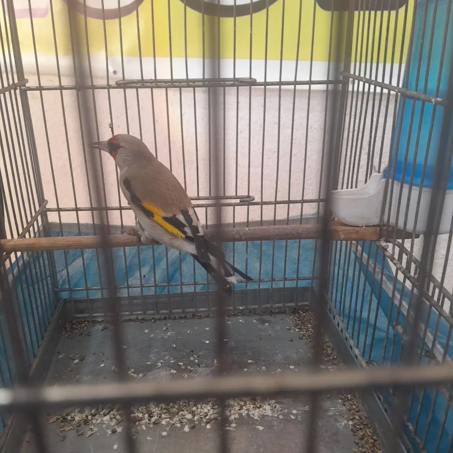 سره دورگ|پرنده|تهران, کیانشهر|دیوار