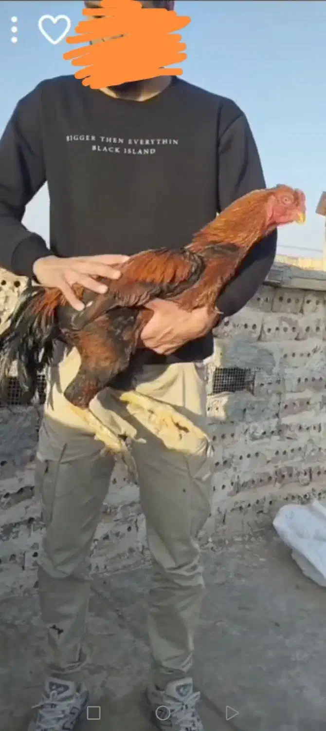 خروس و مرغ چنگ طوطی به ضمانت|حیوانات مزرعه|تربت جام, فاز ۱ فرهنگیان|دیوار