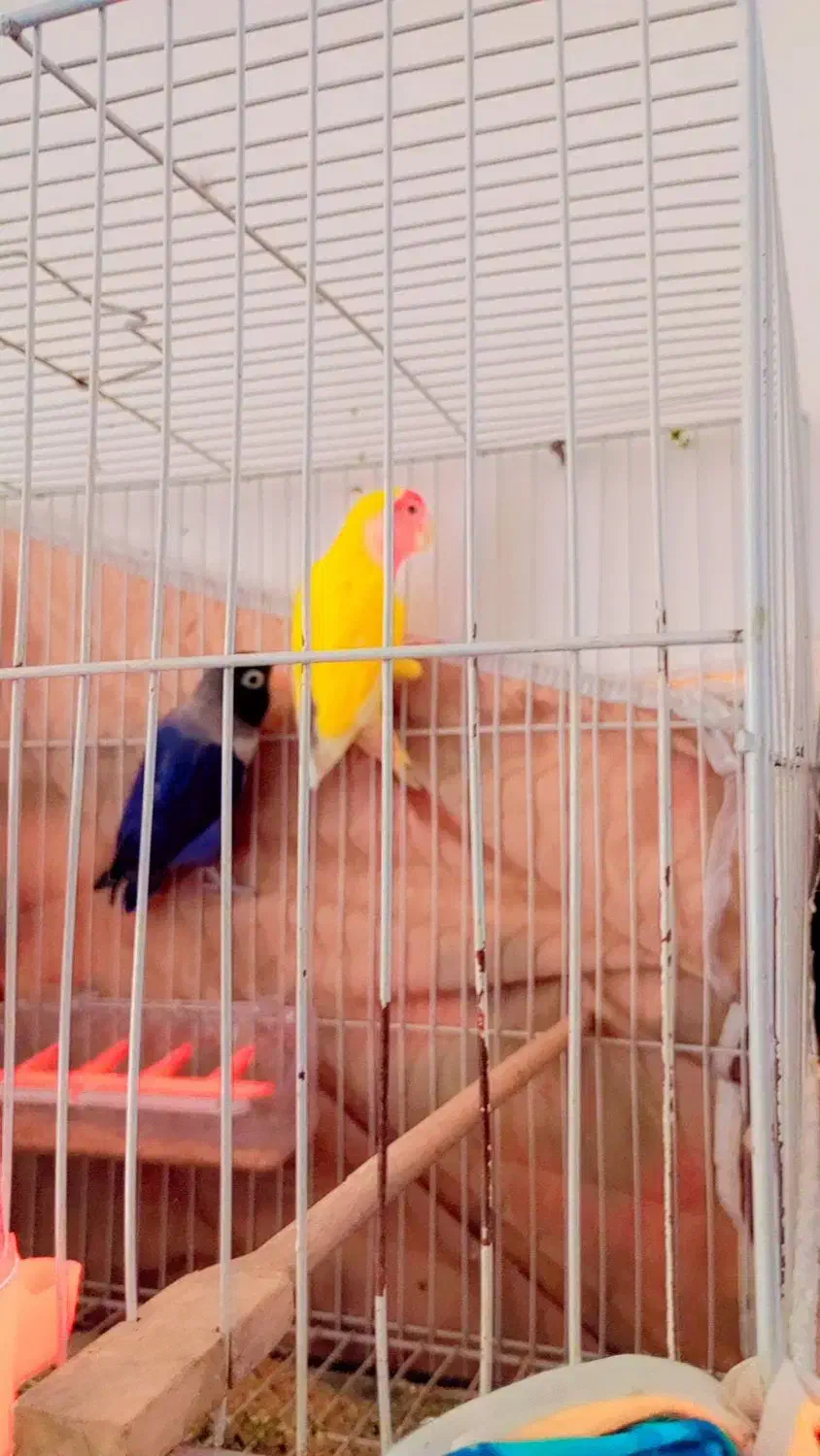 جفت کوتوله|پرنده|تایباد, |دیوار