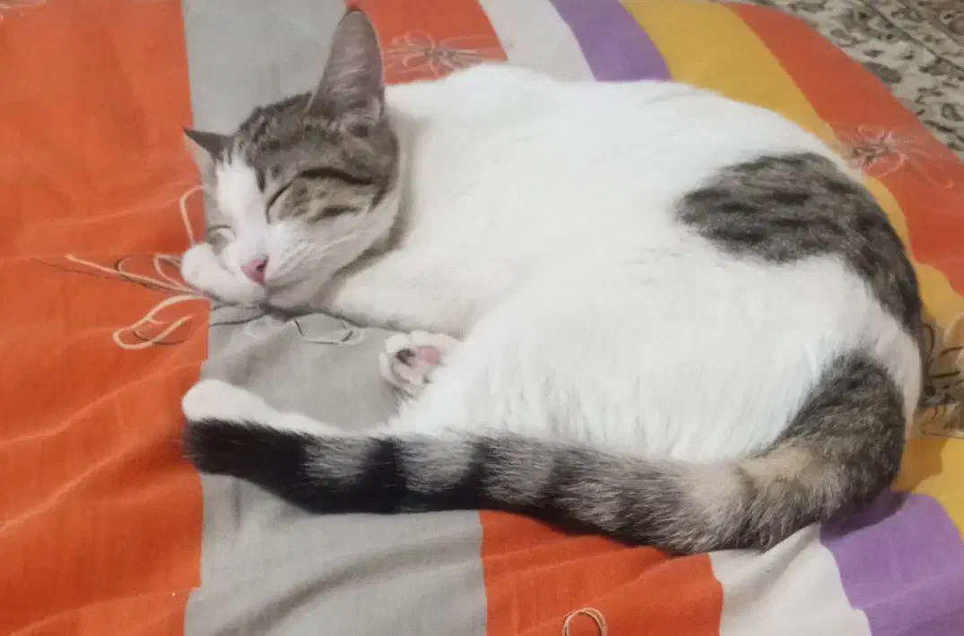 گربه گمشده|حیوانات|شاهین‌شهر, مسکن مهر|دیوار