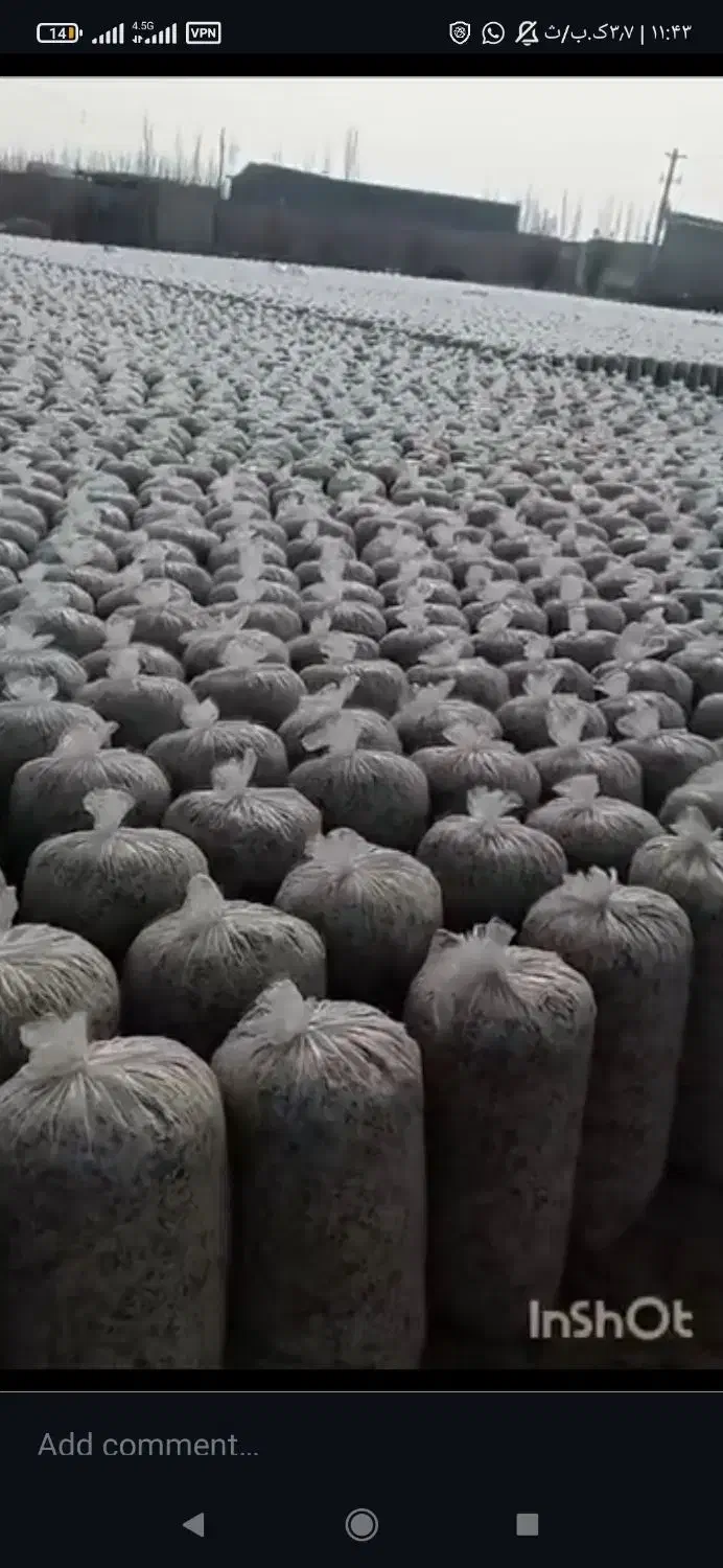 تفاله ی چغندر میاندوآب پر ملاس و شیرین|عمده‌فروشی|میاندوآب, |دیوار