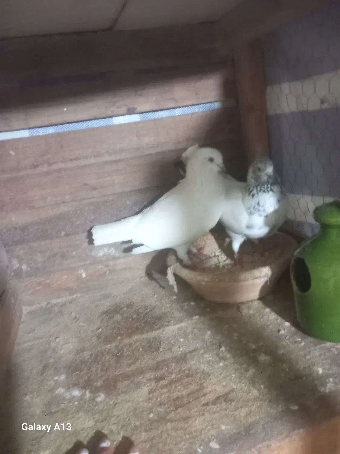 کبوتر|پرنده|سنگر, |دیوار