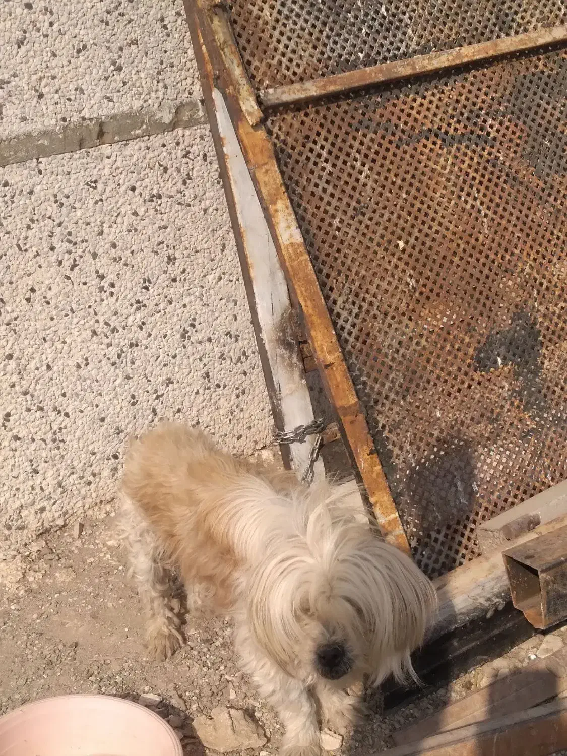 سگ پا کوتا ماده.|سگ|بشاریات, |دیوار