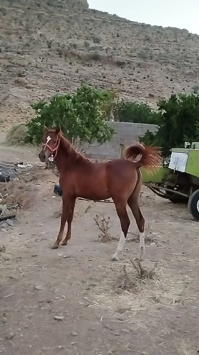 کره اسب مادیان|اسب و تجهیزات اسبسواری|مرودشت, پشت سایپا|دیوار