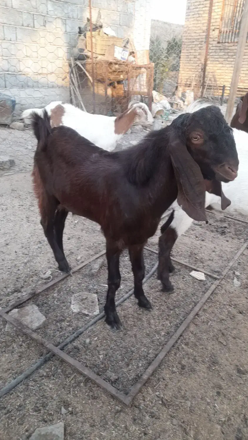 بز نر وماده در رودان|حیوانات مزرعه|رودان, |دیوار