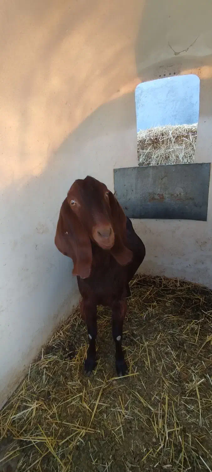 بز ماده|حیوانات مزرعه|چناران, |دیوار