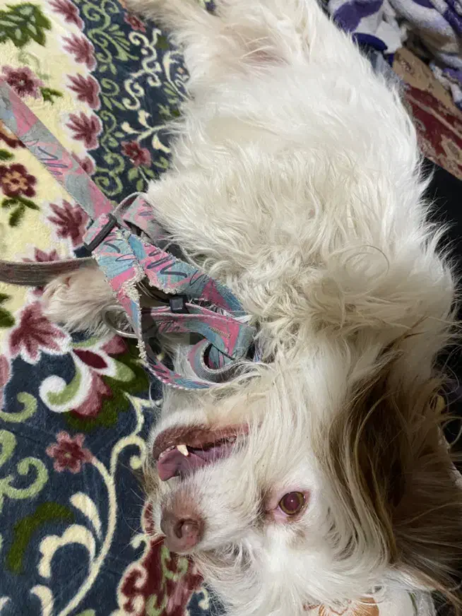 سگ باهوش|سگ|یاسوج, |دیوار