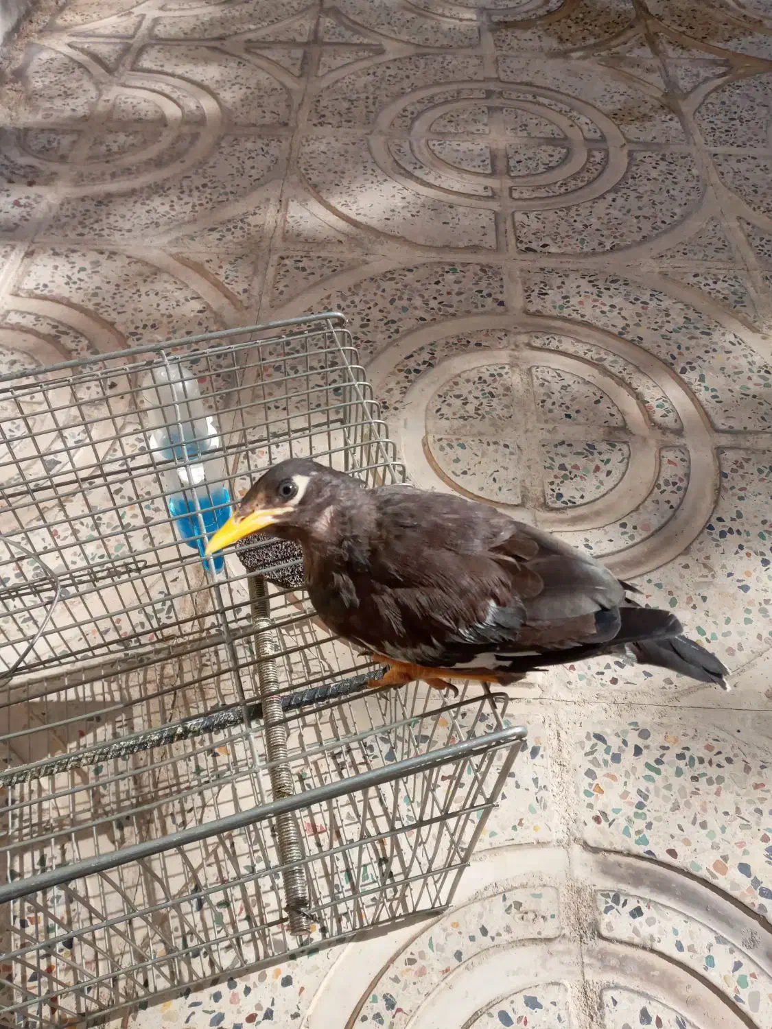 مرغ مینا|پرنده|ایلام, |دیوار