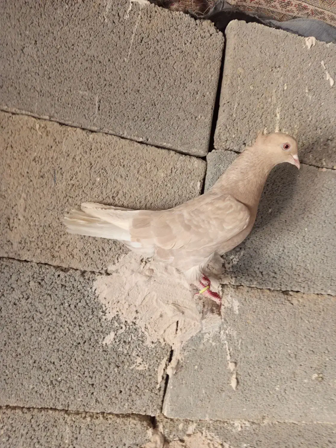 شهری بهبهونی|پرنده|شیراز, شهرک مطهری|دیوار