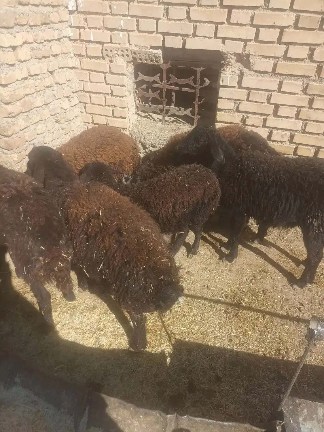 بره ماده لاقر باب پروار|حیوانات مزرعه|داران, |دیوار