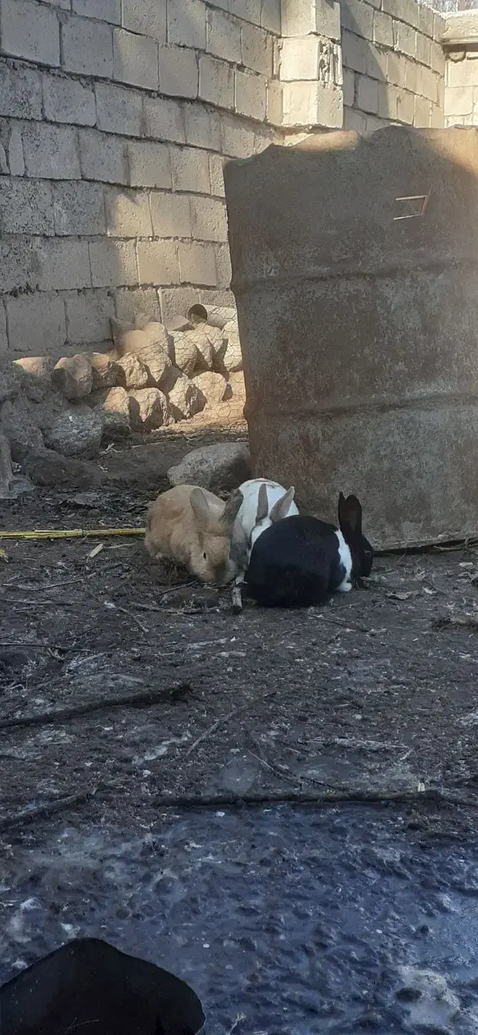 خرگوش|موش و خرگوش|مشگین شهر, |دیوار