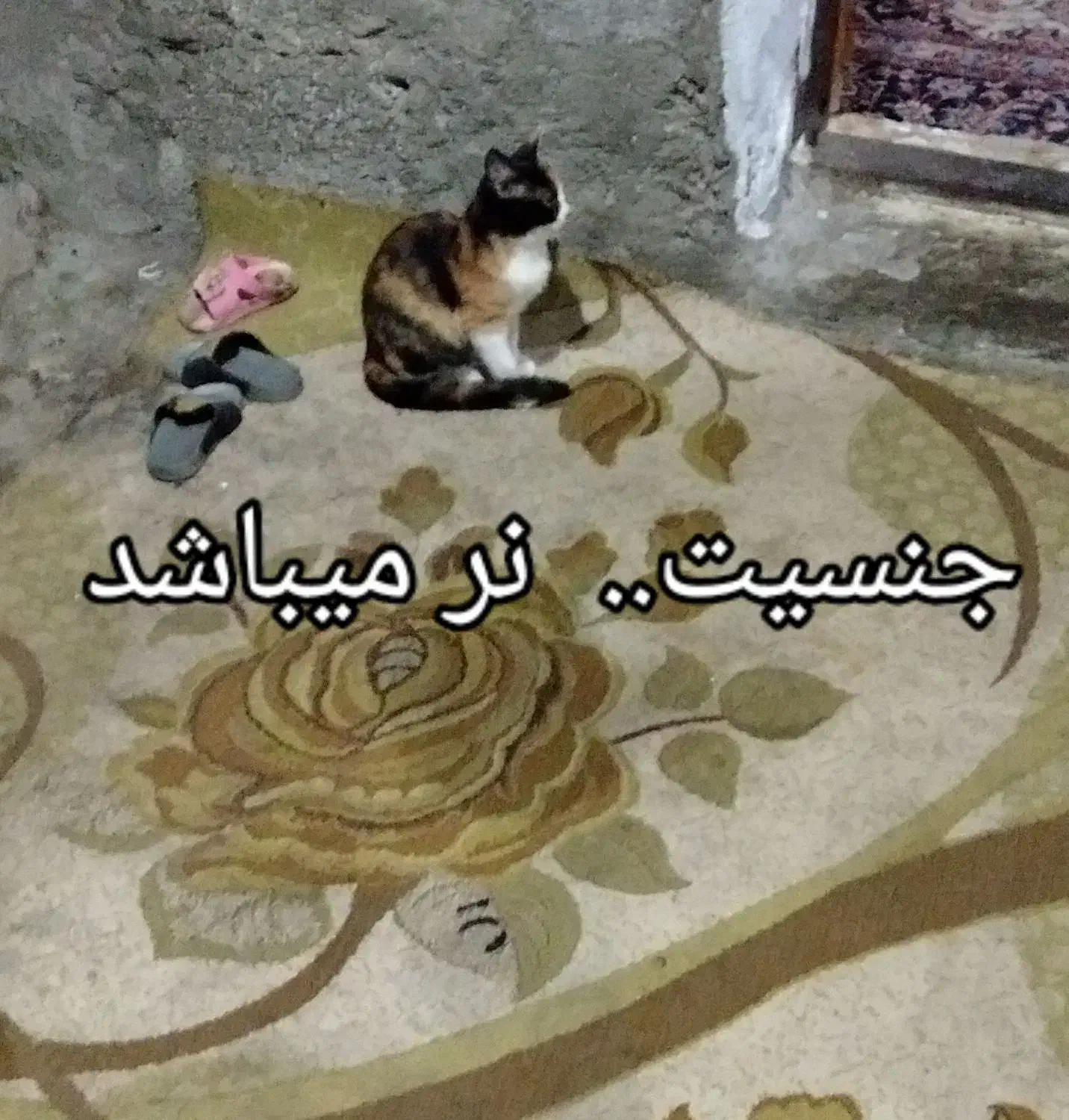 توله گربه اپارتمانی نژاد میکس واکسن اولیه زده شده|گربه|چالوس, |دیوار