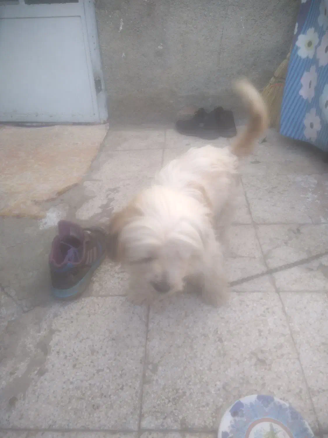 پاکوتاه|سگ|تربتحیدریه, بالا ولایت|دیوار